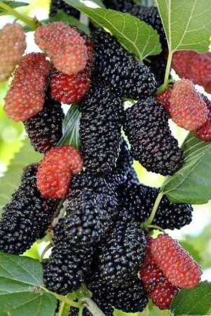 long-mulberry-fruit-seeds-red-50-seeds