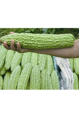 chinese-big-bitter-gourd-vegetable-seeds-10-pcs-packet