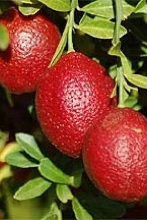 austrelian-red-lime-fruit-plant