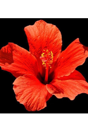 red-hibiscus-flower-seeds