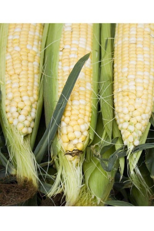 sweet-corn-seeds-silver-queen-vegetable-garden-planting-50-seeds