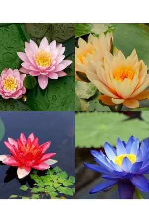 lotus-flower-seeds-20-seed-pink-white-colors-seeds-for-home-garden-20-seeds-instruction-manual