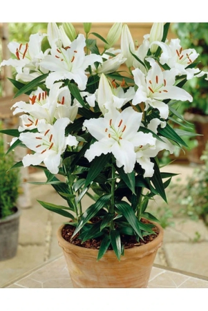 homeagro-amaryllis-flower-5-seeds-