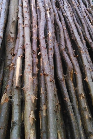 casuarina-wood-bark