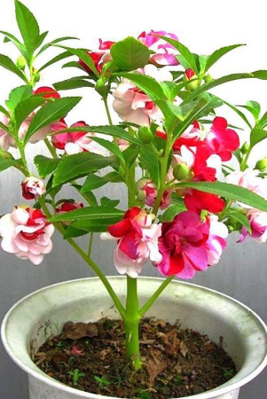 homeagro-balsam-mixed-flower-25-seeds-