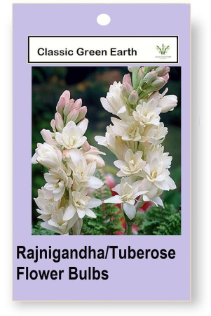 classic-green-earth-flower-seeds-rajnigandhatuberose-flower-2-bulbs-home-gardening-