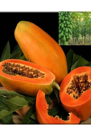 sweet-desi-papaya-100-seeds-high-germination-seeds-for-gardening-use-iwith-user-manual