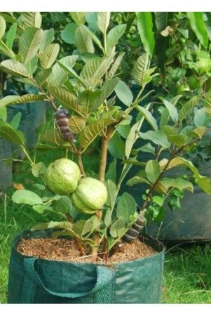 white-guava-100-seeds-pack-with-cocopeat-and-manual