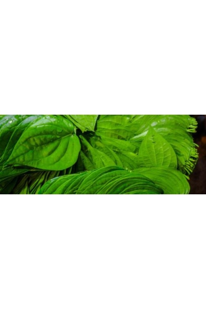 betel-leaf-5-pcs