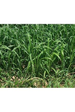 hybrid-sorghum-grass-50-gram-seeds-pack-with-user-manual