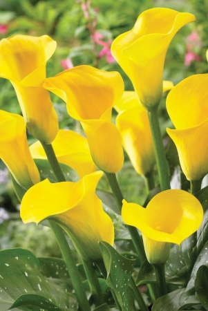 calla-lily-zantedeschia-yellow-color-flower-bulb