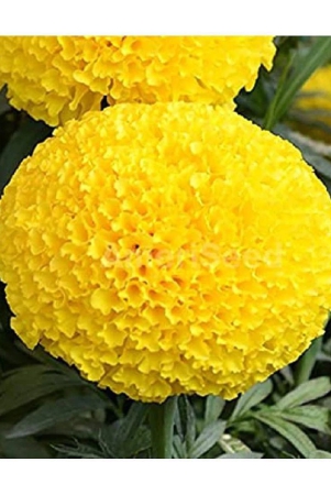 marigold-african-hy-yellow-flower-seeds-30seeds