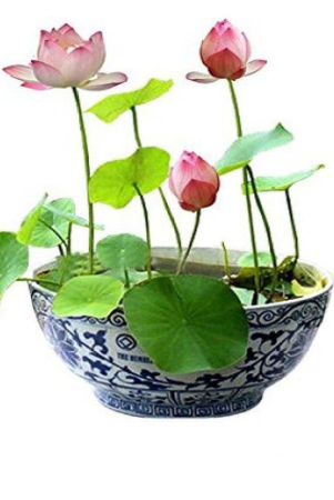 virkart-lotus-flowers-seeds-for-home-gardening-and-laxmi-pooja