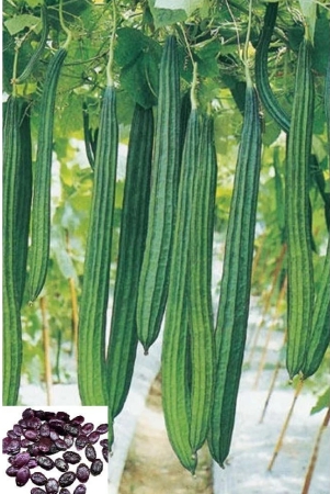 homeagro-ridge-gourd-toree-vegetable-20-seeds-