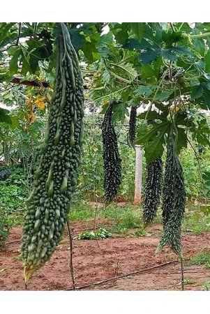 homeagro-bitter-gourd-vegetable-20-seeds-