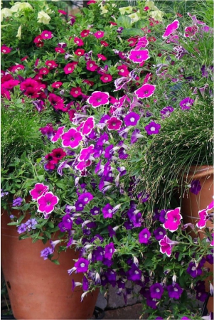 homeagro-petunia-mixed-flower-50-seeds-