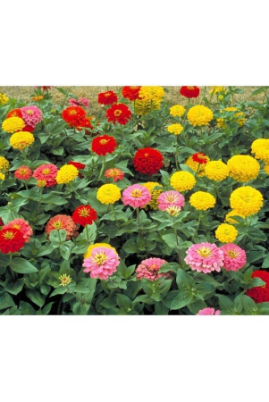 homeagro-zinnia-mixed-flower-20-seeds-