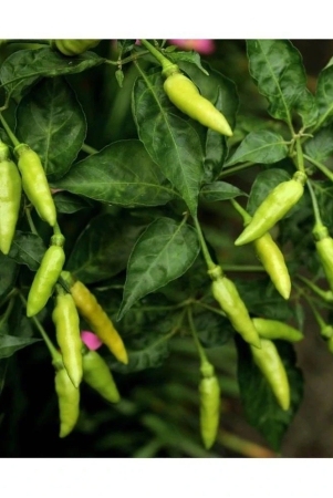 homeagro-chilli-vegetable-50-seeds-