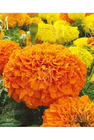 ms-marigold-seeds-mix-30-seeds