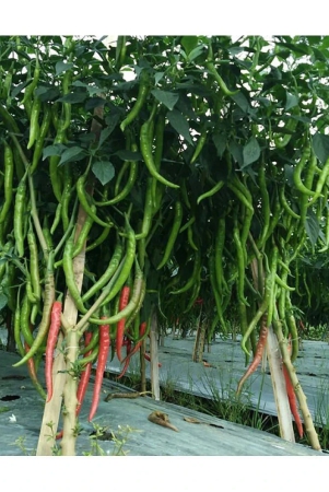 f1-hybrid-chili-seeds-mirchi-ke-beej-marchi-na-bee-pack-of-50-seeds