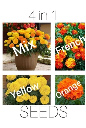 marigold-flower-4-in-1-combo-best-quality-premium-seeds-for-home-plants-balcony-kitchen-farm-house-gardening-pack-of-20-seeds