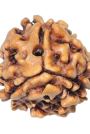 rashi-ratan-bhagya-natural-rudraksha-3-mukhi-india