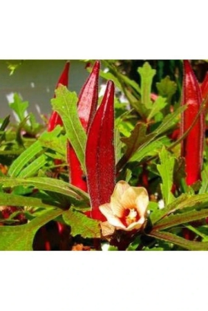 red-okra-bhindi-hybrid-ladys-finger-pack-of-30-seeds