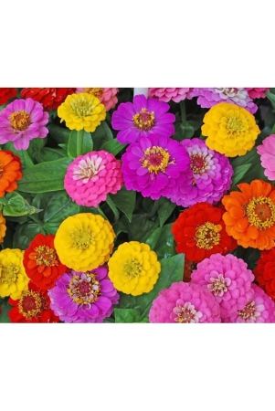 hn-organic-seed-zinnia-mixed-flower-20-seeds-