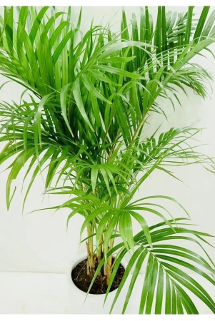 areca-palm-pure-indification-tree-seeds-10-seeds-pack