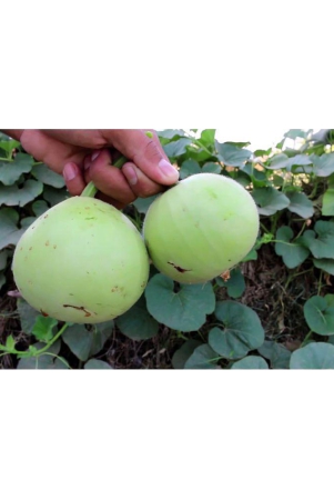 botlle-gourd-round-lauki-20-seeds-high-germination-seeds-with-instruction-manual