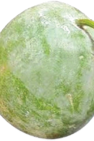 ash-gourd-1-kg