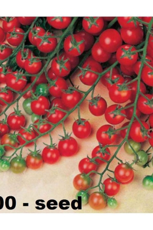 cherry-tomato-high-germination-seeds-pack-of-50-hybrid-seeds