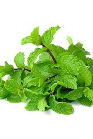 mint-leaves-100-gms