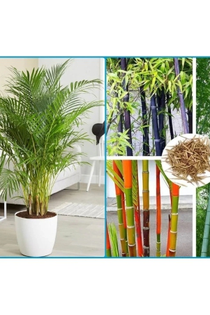 homeagro-combo-of-areca-palm-plant-5-seeds-and-bamboo-plant-20-seeds-