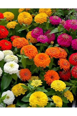 homeagro-zinnia-mixed-flower-20-seeds-