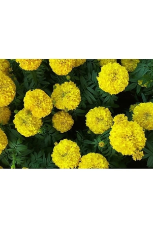 hn-organic-seed-marigold-flower-50-seeds-