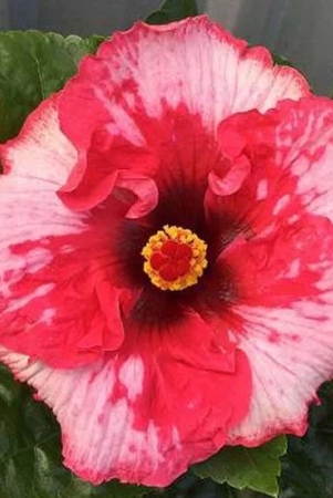 austrelian-hibiscus-plant-for-home-garden