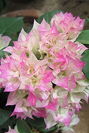 bougainvillea-flowers-plant-for-home-garden