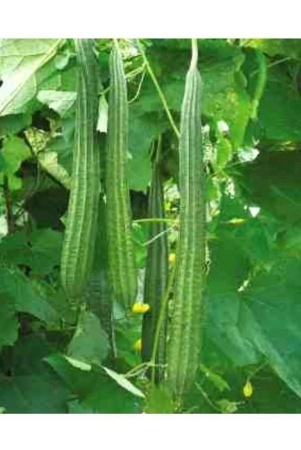 recron-seeds-ridge-gourd-toree-vegetable-50-seeds-