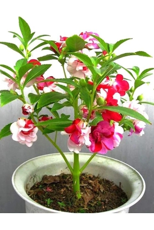 homeagro-balsam-mixed-flower-20-seeds-