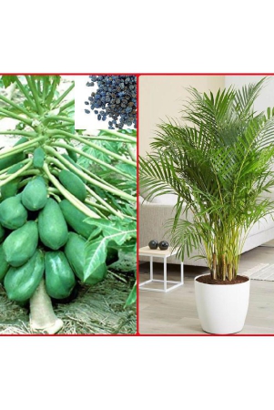 homeagro-combo-of-papaya-f1-hybrid-fruit-50-seed-and-areca-palm-plant-5-seeds-