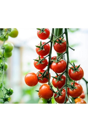 homeagro-tomato-vegetable-100-seeds-