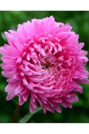 original-package-of-rare-pink-chrysanthemum-flower-40-seeds