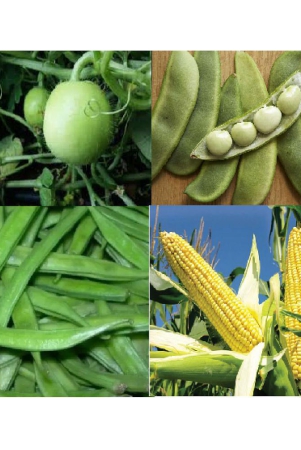 classic-green-earth-corn-vegetable-200-seeds-