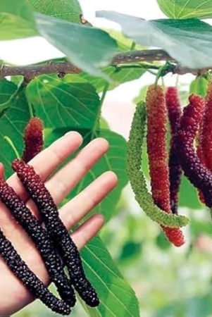 long-mall-berry-grafting-plant