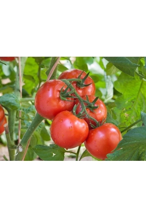 homeagro-tomato-vegetable-100-seeds-