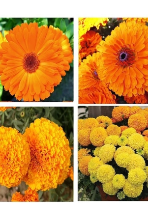 homeagro-marigold-flower-50-seeds-