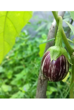 FLARE SEEDS Brinjal Seeds - 100 Exotic Seeds