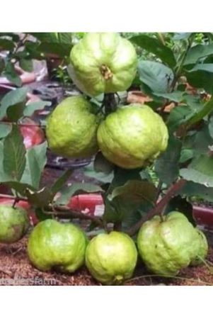 gauva-rare-giant-dwarf-thailand-guava-guajava-50-seeds