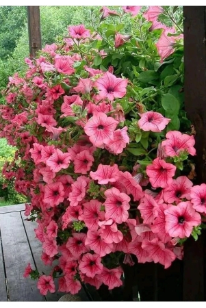 petunia-flower-seeds-100-seeds-pack